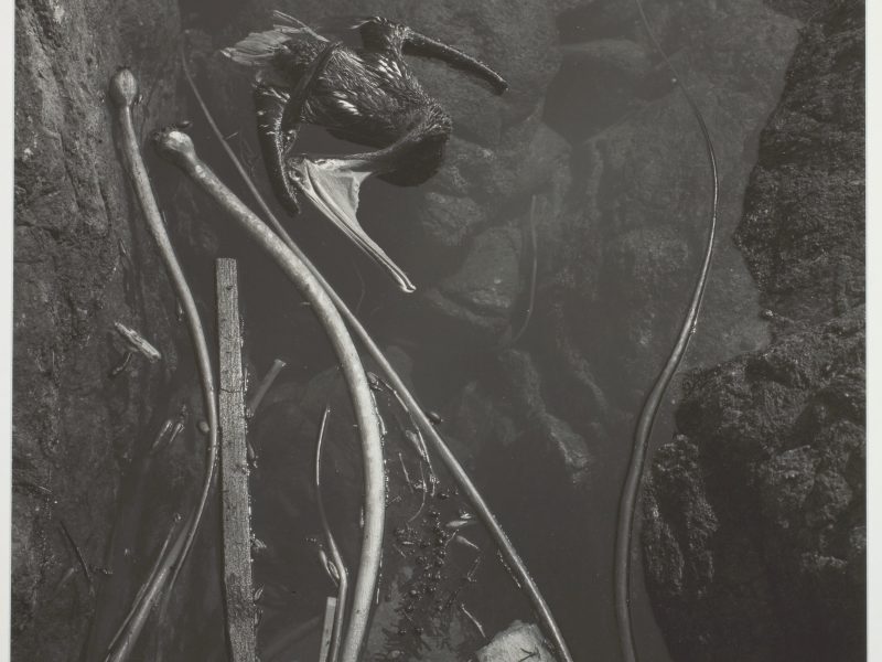 Edward Weston, Dead Pelican, Point Lobos, 1945