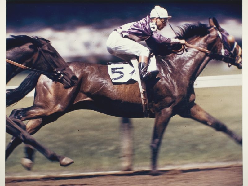 Robert Riger, Racehorse: The Jockeys - Eddie Arcaro, c. 1957