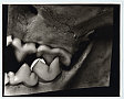 Irving Penn
American, 1917–2009, Animal Skulls, Lion Animal Skulls, Lion