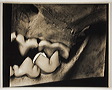 Irving Penn
American, 1917–2009, Animal Skulls, Lion Animal Skulls, Lion