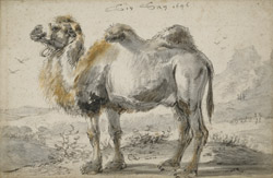 ../images/dutch-camel.jpg